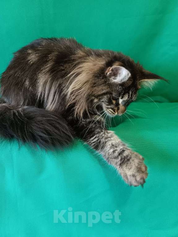 Кошки в других городах Владимирской области: Девочка мейн кун Девочка, 30 000 руб. - фото 4