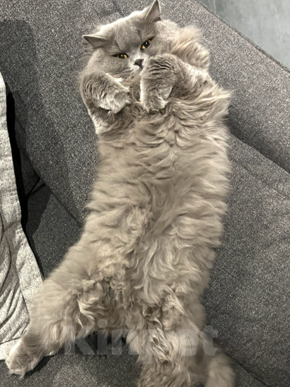 Кошки в Краснодаре: Потерялась Британка центр Краснодара Девочка, 3 000 руб. - фото 3