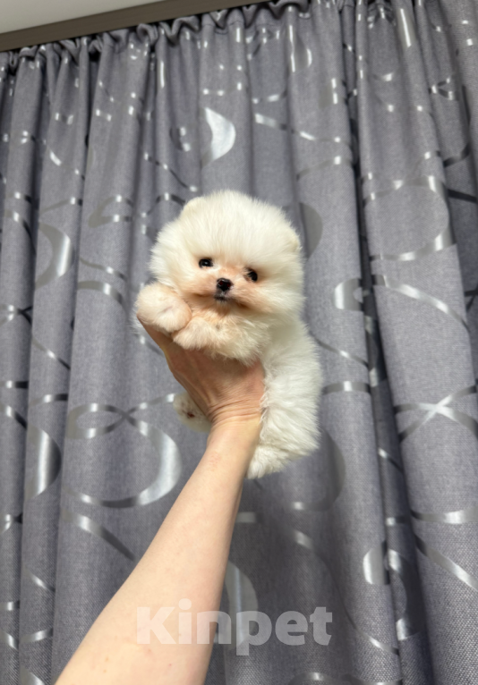 Собаки в Москве: Девочка мини Девочка, 25 000 руб. - фото 1