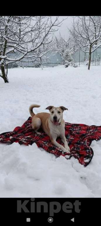 Собаки в других городах Московской области: Сэнди в поисках своей семьи Девочка, Бесплатно - фото 3