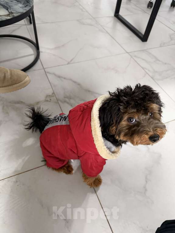 Собаки в Краснодаре: Продам милого щенка мальчик Мальтипу Мальчик, 25 000 руб. - фото 3