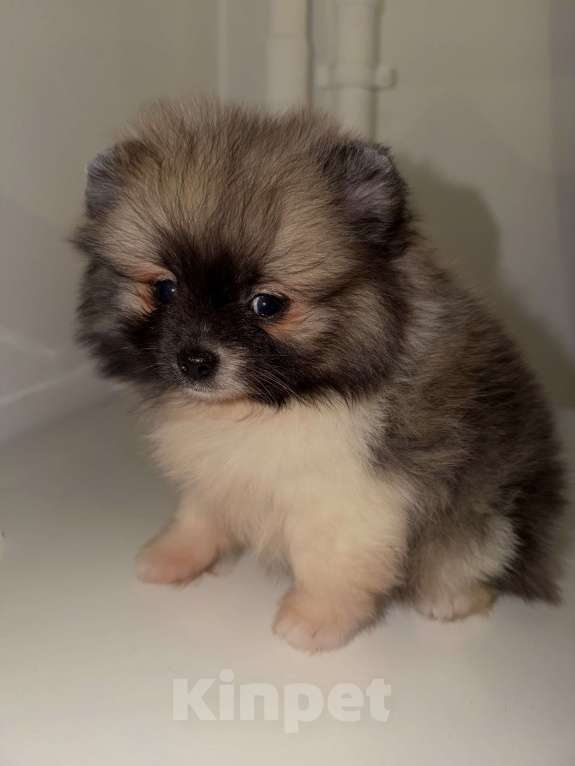 Собаки в Москве: МИНИ ПОМЕРАНСКИЙ ШПИЦ Девочка, 65 000 руб. - фото 1