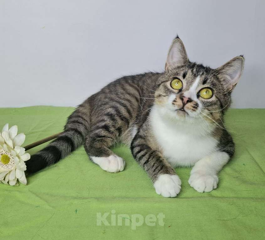 Кошки в Москве: Мимоза будет на выставке-пристройстве в Москве Девочка, Бесплатно - фото 3