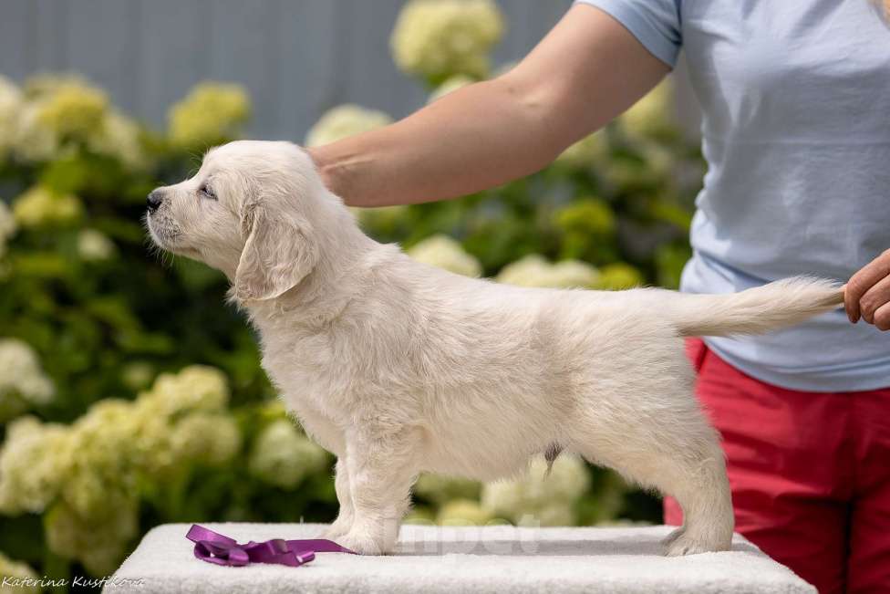 Собаки в Москве: Щенки голден( золотистого) ретривера Мальчик, 95 000 руб. - фото 5