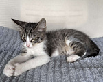 Кошки в Ореховом-Зуево: Котенок в добрые руки Мальчик, Бесплатно - фото 1