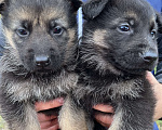 Собаки в Шатуре: Щенки восточноевропейской овчарки, 6 000 руб. - фото 2