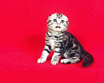 Кошки в Колпашево: Мраморная красотка, 1 руб. - фото 3