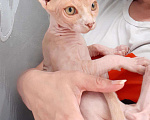 Кошки в Кстово: Котик 10 месяцев, 4 000 руб. - фото 3