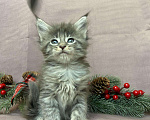 Кошки в Жердевке: Клубные котята мейн-кун, 20 000 руб. - фото 9