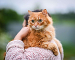 Кошки в Троицке: Шикарный рыжий кот на счастье Мальчик, 10 руб. - фото 5