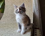 Кошки в Раменском: Котята мейн кун Разнополые, 20 000 руб. - фото 4