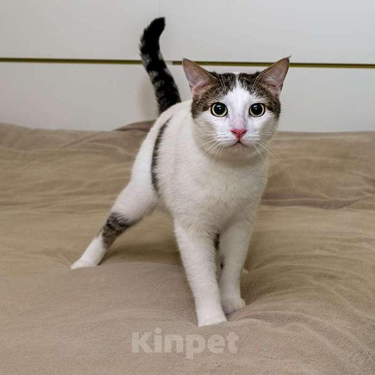 Кошки в Москве: Котик Ларс с сердечком на боку в добрые руки Мальчик, Бесплатно - фото 5