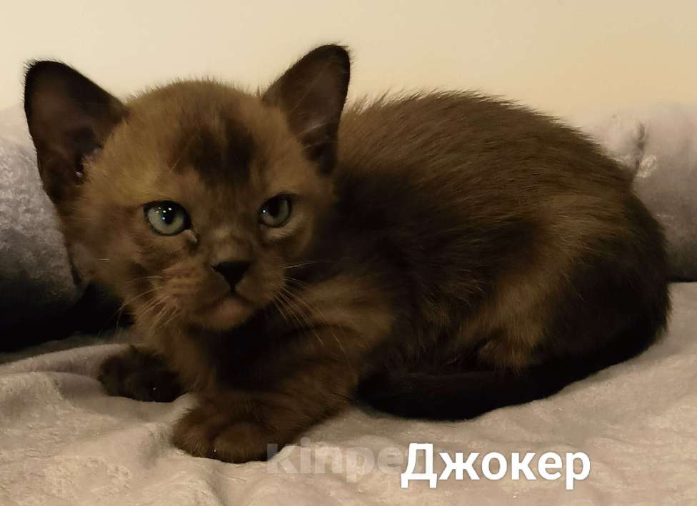 Кошки в Краснодаре: Котмк Мальчик, 90 000 руб. - фото 1