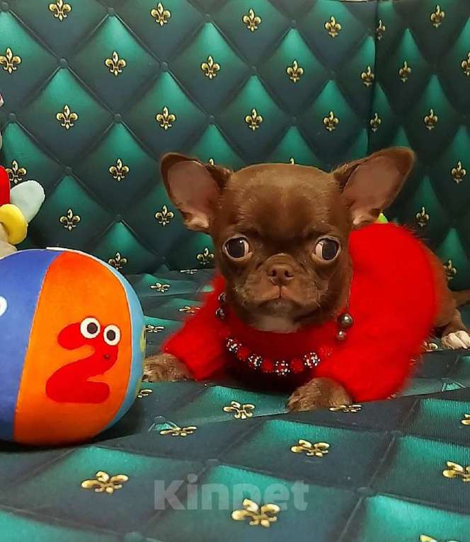 Собаки в Новосибирске: Мальчик Чихуахуа  Мальчик, Бесплатно - фото 3