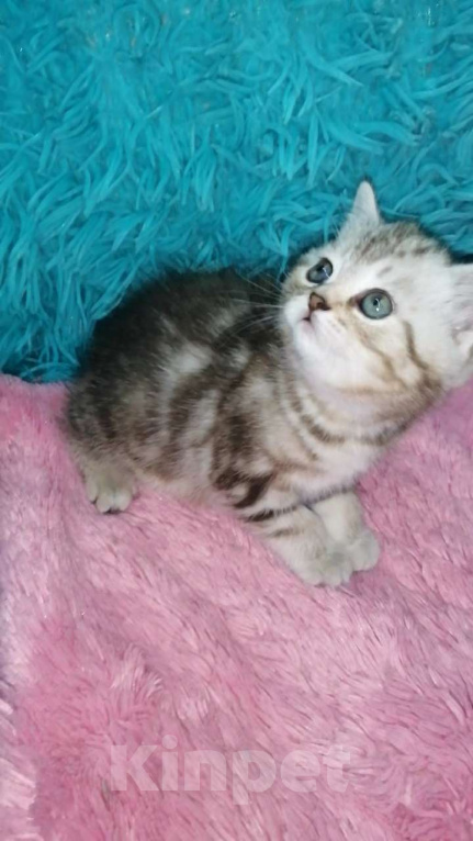 Кошки в Москве: Шотландские котята шиншилла  Девочка, 18 000 руб. - фото 2