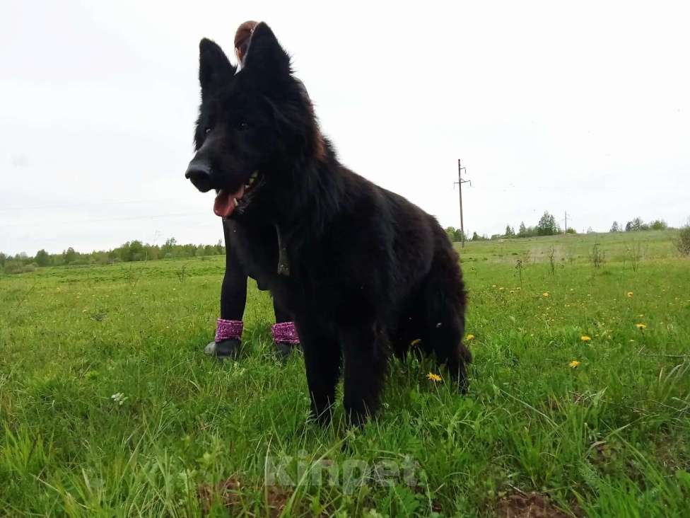 Собаки в Орле: Щенки с документами Девочка, 30 000 руб. - фото 6