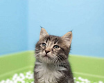 Кошки в Санкт-Петербурге: Котёнок котик. 6 недель. Растёт в домашних условиях Мальчик, Бесплатно - фото 3
