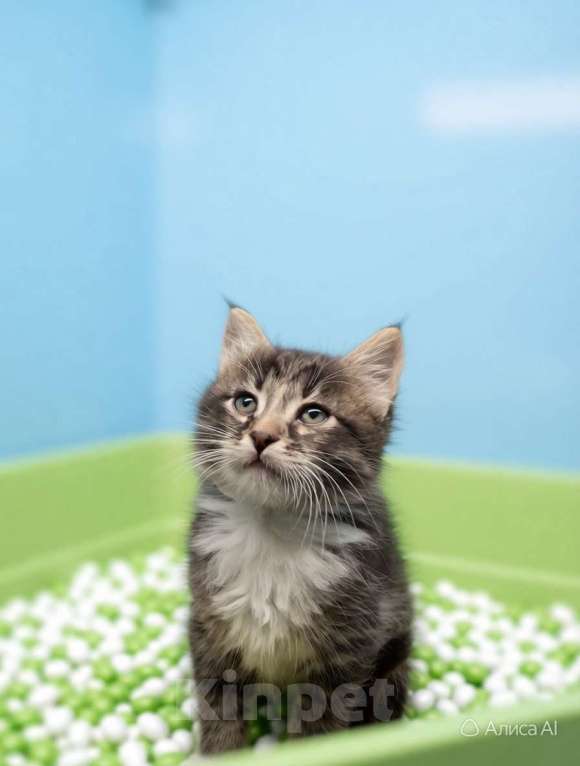 Кошки в Санкт-Петербурге: Котёнок котик. 6 недель. Растёт в домашних условиях Мальчик, Бесплатно - фото 3