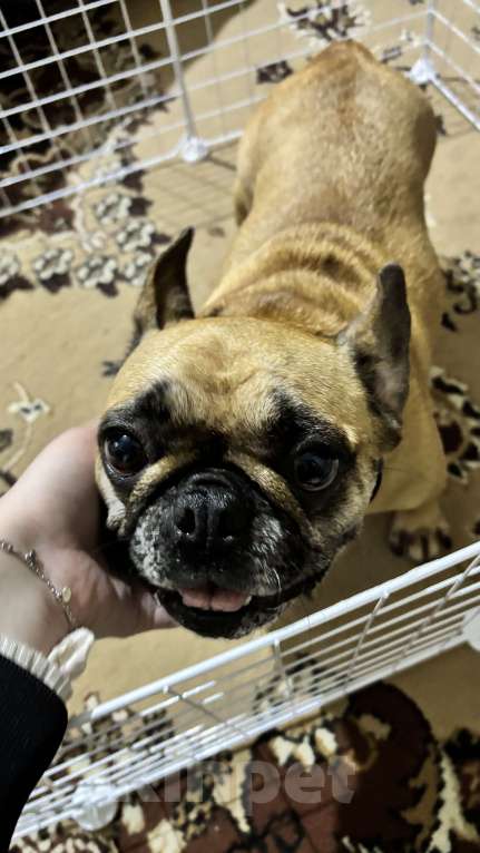 Собаки в Лянторе: Щенок французского бульдога Девочка, 60 000 руб. - фото 9