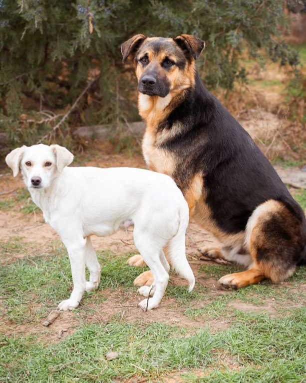 Собаки в Москве: В добрые руки Девочка, Бесплатно - фото 10