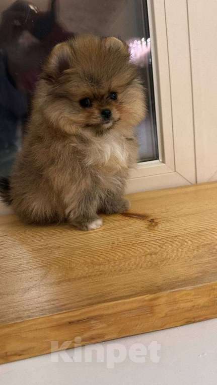 Собаки в Москве: микро щенок шпиц Мальчик, 85 555 руб. - фото 4