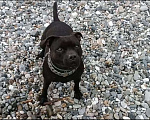 Собаки в Сочи: Потерялся Стаффордширский бультерьер  Мальчик, 100 000 руб. - фото 2
