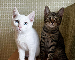 Кошки в Пушкино: Скай и Ричи ищут семью Мальчик, 10 руб. - фото 3