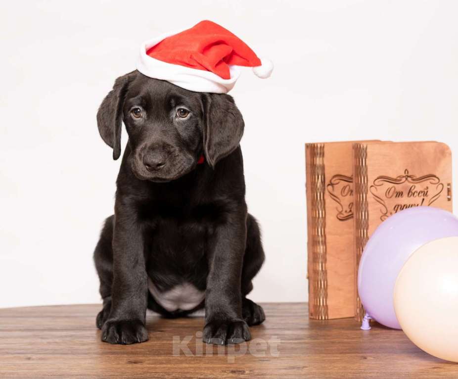 Собаки в Курске: Щенки лабрадора ретривера  Девочка, Бесплатно - фото 4
