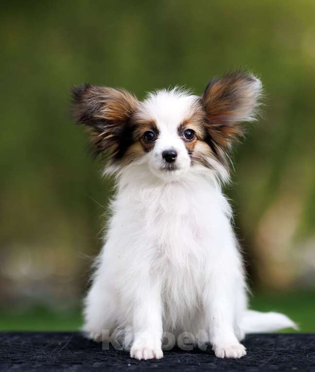 Собаки в Москве: щенки папийона и фалена Девочка, Бесплатно - фото 4