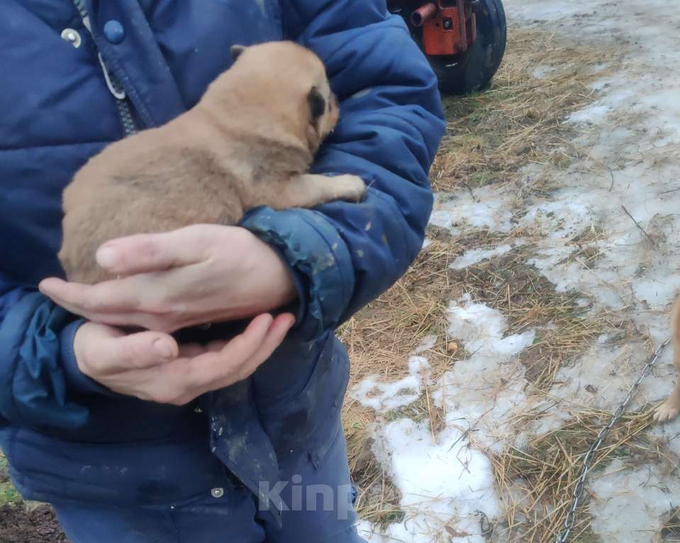 Собаки в других городах Тверской области: Бим Мальчик, 20 000 руб. - фото 1