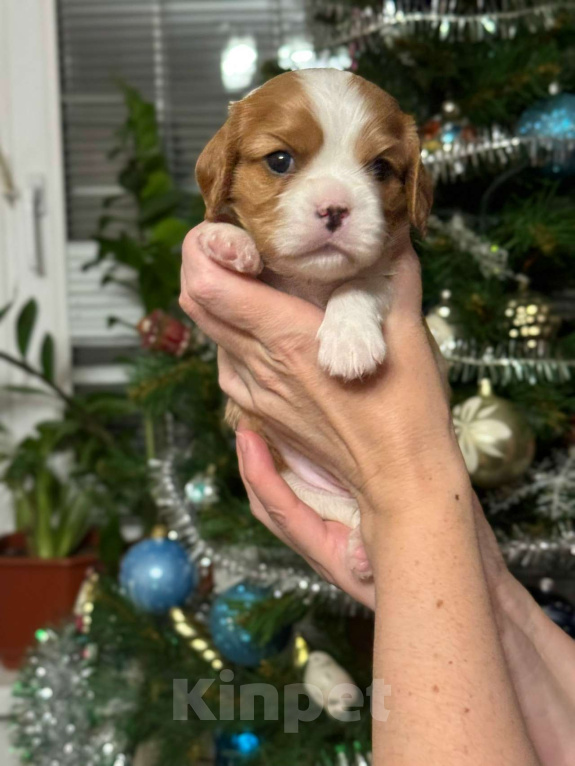 Собаки в Владимире: Щенки Кавалер Кинг Чарльз Спаниеля РКФ Мальчик, 90 000 руб. - фото 8