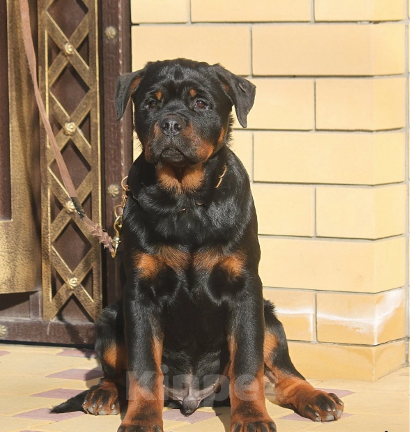 Собаки в Москве: Крупный щенок Ротвейлера  Мальчик, Бесплатно - фото 2