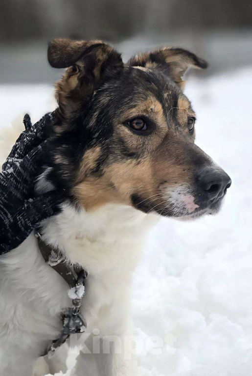 Собаки в Королеве: Жерар – пёс тонкой душевной организации. Мальчик, Бесплатно - фото 6