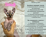 Кошки в Тюмени: купить котёнка канадского сфинкса / эльфа Мальчик, 70 000 руб. - фото 2