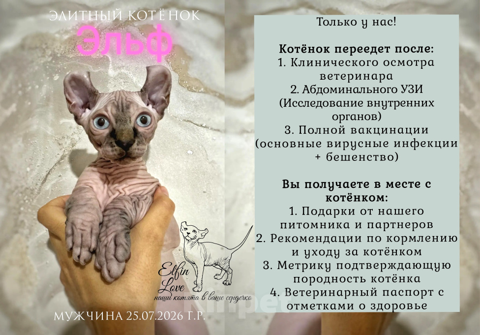 Кошки в Тюмени: купить котёнка канадского сфинкса / эльфа Мальчик, 70 000 руб. - фото 2