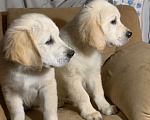Собаки в Москве: Щенки Золотистого ретривера Мальчик, Бесплатно - фото 6