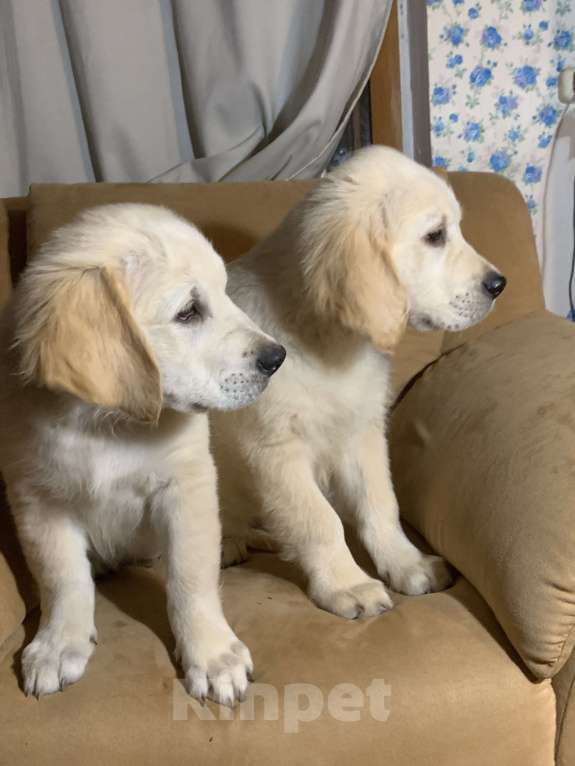 Собаки в Москве: Щенки Золотистого ретривера Мальчик, Бесплатно - фото 6
