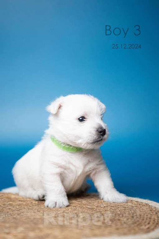 Собаки в других городах Мурманской области: Щенки Вест-хайленд-уайт-терьера Девочка, 75 000 руб. - фото 5