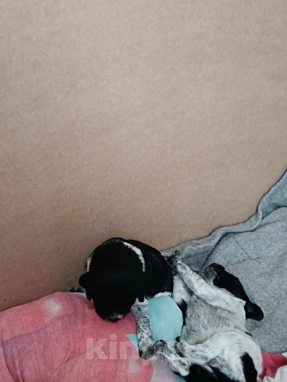 Собаки в других городах Владимирской области: Щенок  девочка Девочка, 39 000 руб. - фото 1