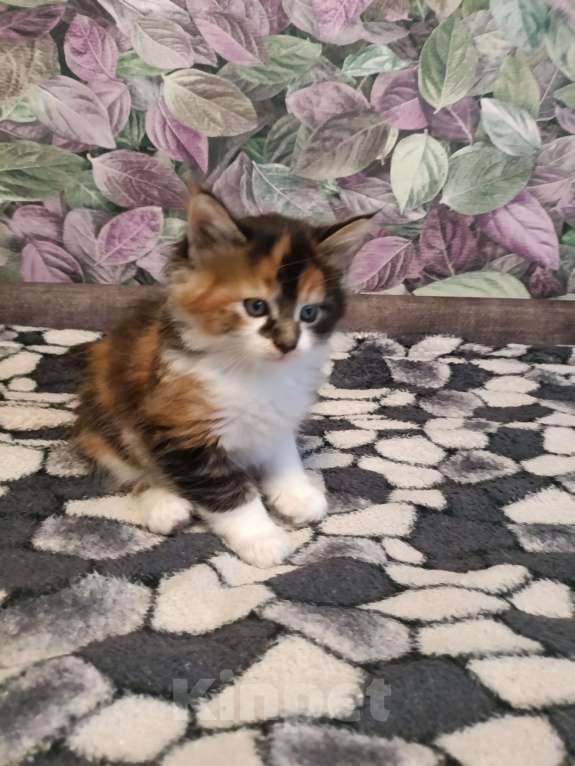 Кошки в других городах Новосибирской области: Котёнок Мейн-кун  Девочка, 18 000 руб. - фото 4
