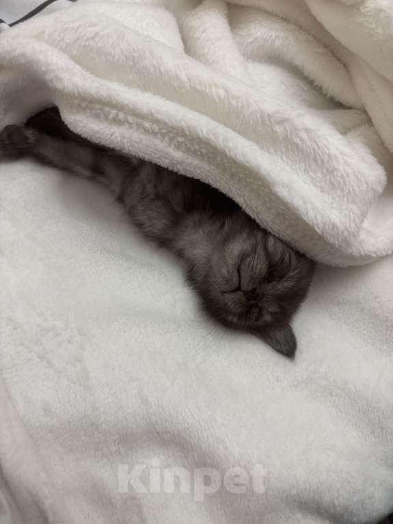 Кошки в Красноярске: Котёнок в добрые руки  Девочка, Бесплатно - фото 3