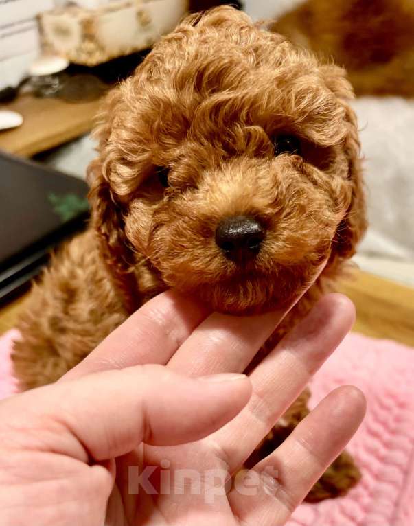 Собаки в Владивостоке: Продаётся мальчик той-пудель красный  Мальчик, 100 000 руб. - фото 3