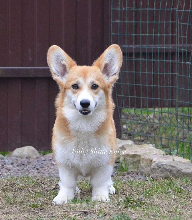 Собаки в Санкт-Петербурге: Девочка вельш корги пемброк Девочка, Бесплатно - фото 3