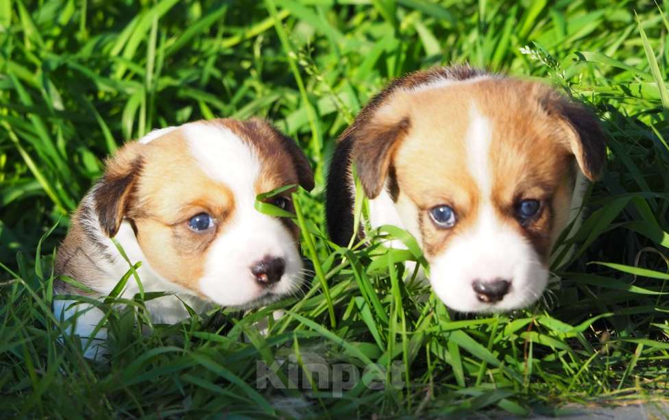 Собаки в Кстово: Шикарный парниша  Мальчик, Бесплатно - фото 2