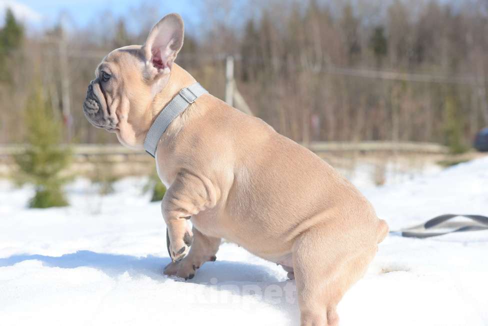 Собаки в Москве: Девочка, палевоголубая красотка Девочка, 65 000 руб. - фото 4