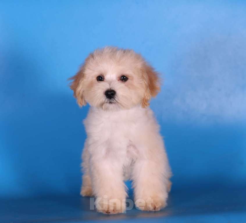 Собаки в Москве: мальтипу Ф1 щенки мини и микро Мальчик, 100 000 руб. - фото 10