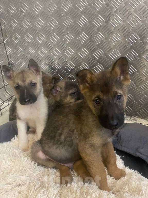 Собаки в Москве: 7 очаровательных щенят в дар Мальчик, 1 руб. - фото 5