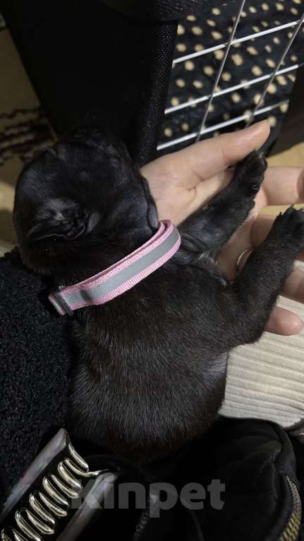 Собаки в Лянторе: Щенок французского бульдога Девочка, 60 000 руб. - фото 3