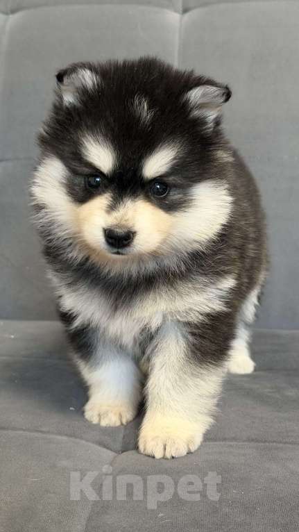 Собаки в Санкт-Петербурге: Девочка помски Девочка, 60 000 руб. - фото 3