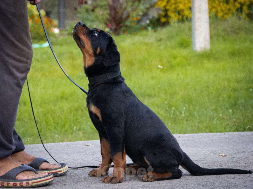 Собаки в Смоленске: Звезда Давида Букля Девочка, 120 000 руб. - фото 4